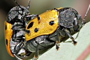 Leaf Beetle (Cryptocephalus sp) (Cryptocephalus sp)